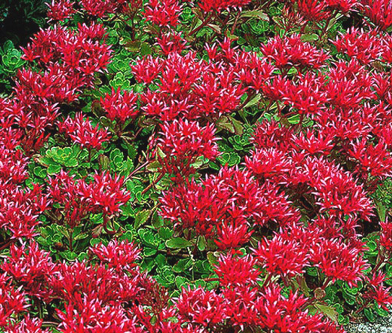 Sedum Dragon S Blood Sedum Spurium 100 Seeds