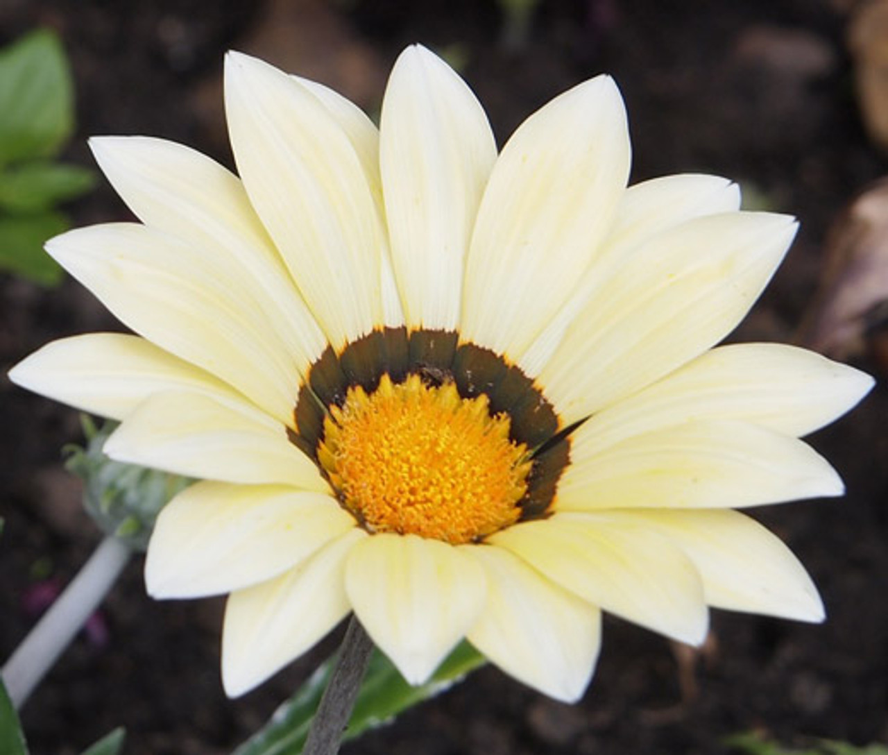 Treasure Flower, Gazania (Gazania rigens) 14 Gazania Garden Leader White Gazania Rigens Seeds