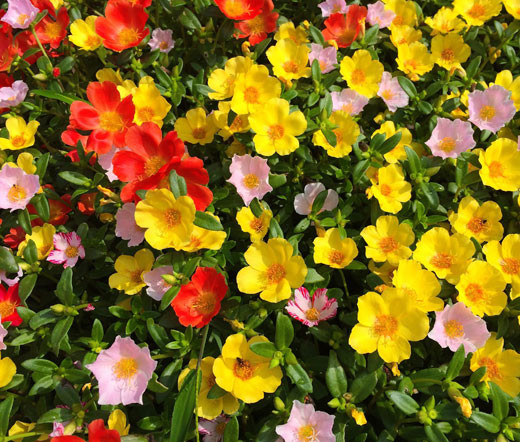 Moss Rose Mix Portulaca Grandiflora Seeds