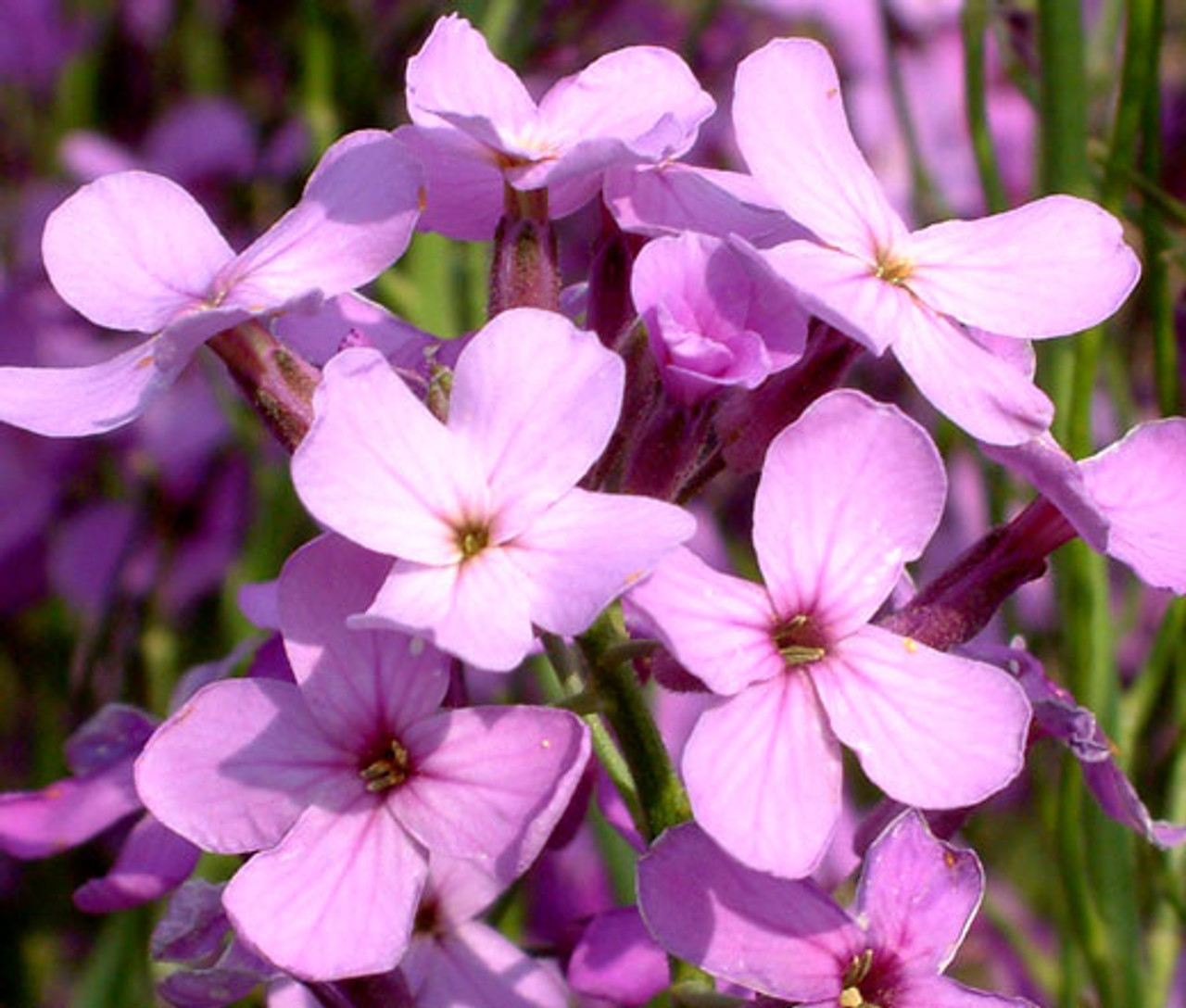 Dames Rocket Hesperis Matronalis Seeds