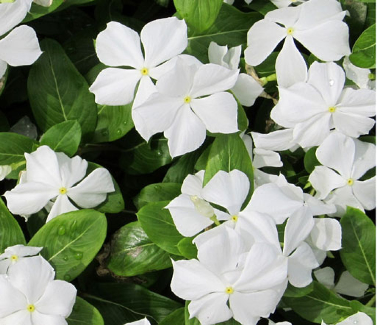 Periwinkle Dwarf White Blanche Catharanthus Roseus