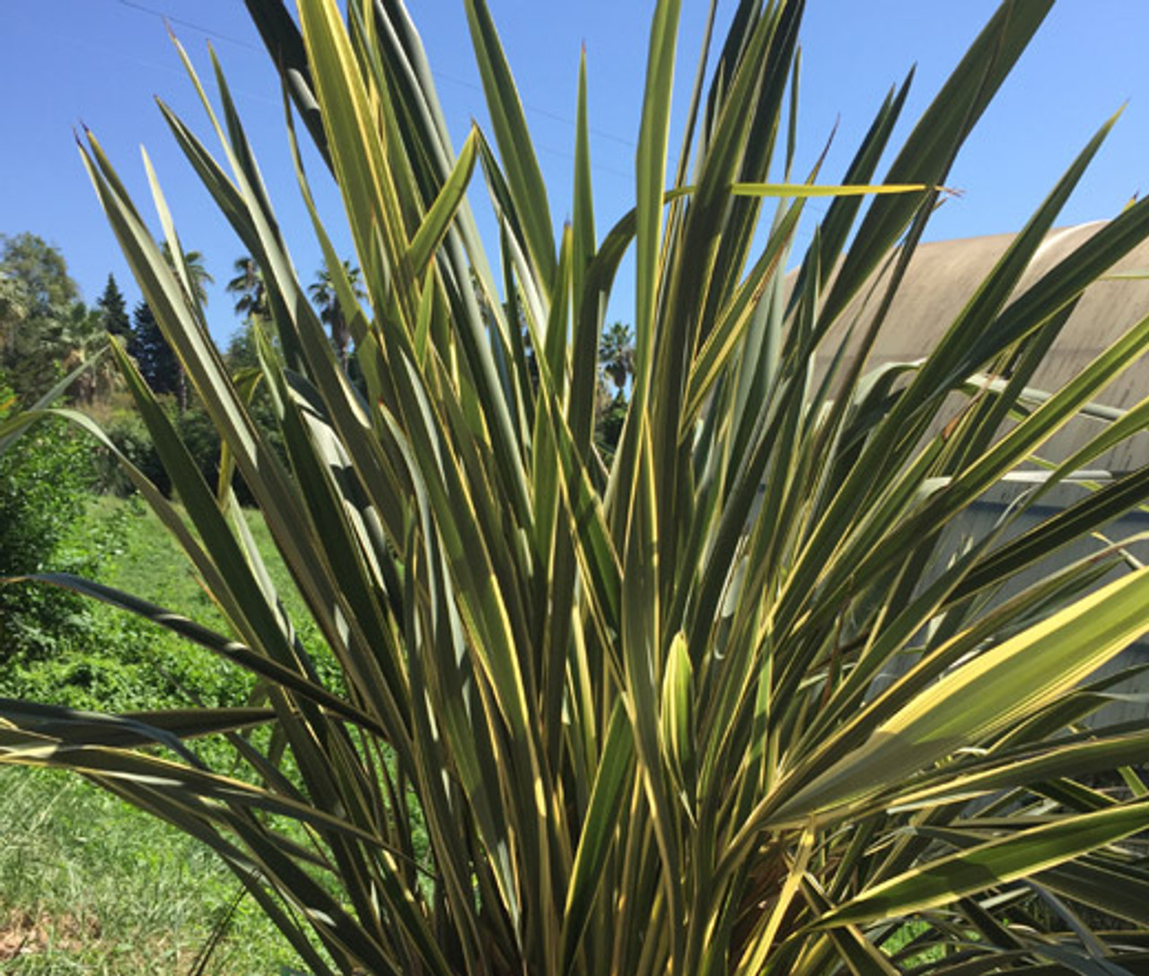 New Zealand Flax Phormium Tenax New Hybrids Seeds