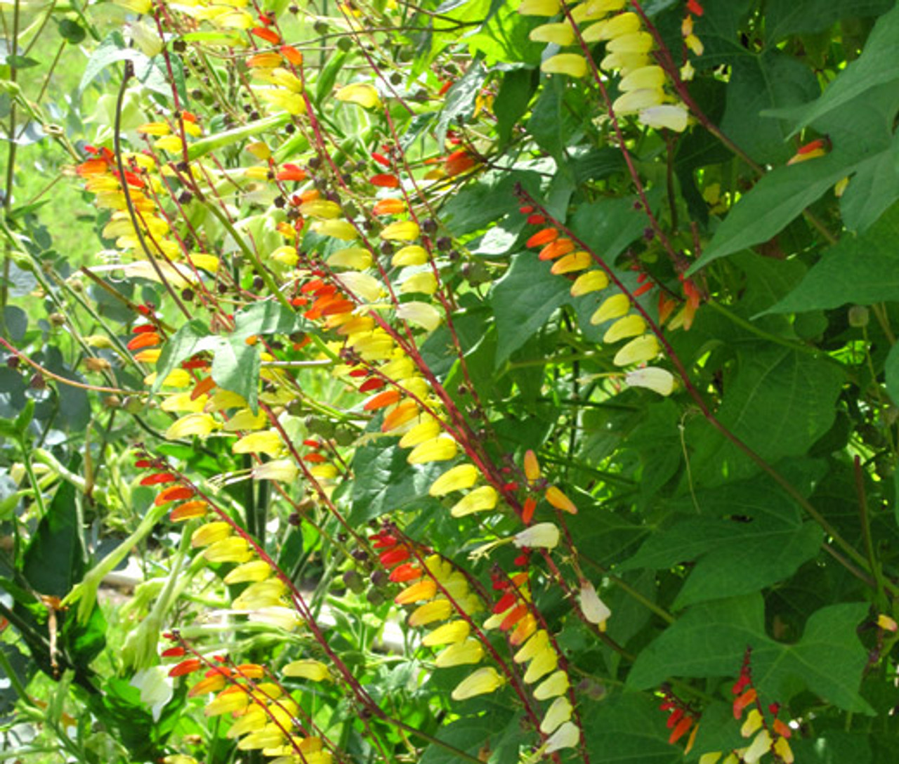 https://seedcorner.com/firecracker-vine-ipomoea-lobata-seeds/