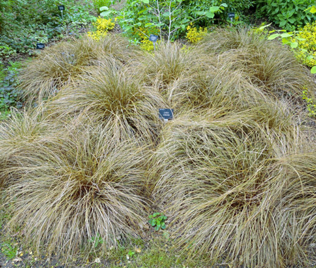 Sedge New Zealand Hair Frosted Curls Carex Comans Seeds