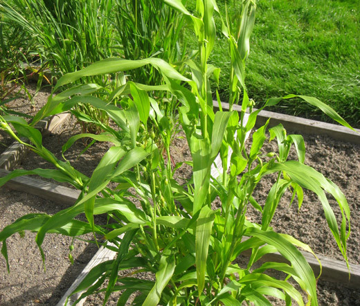 Job's Tears Grass Coix LacrymaJobi Seeds