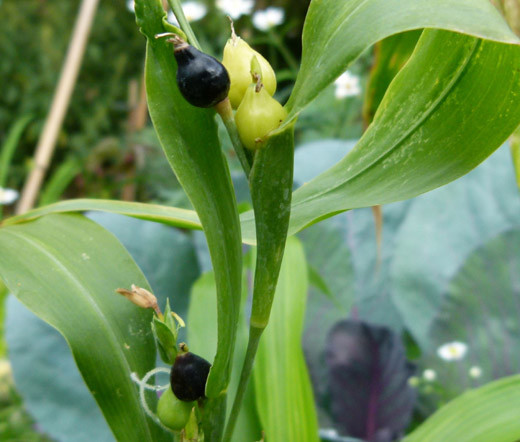 Job's Tears Grass Coix LacrymaJobi Seeds