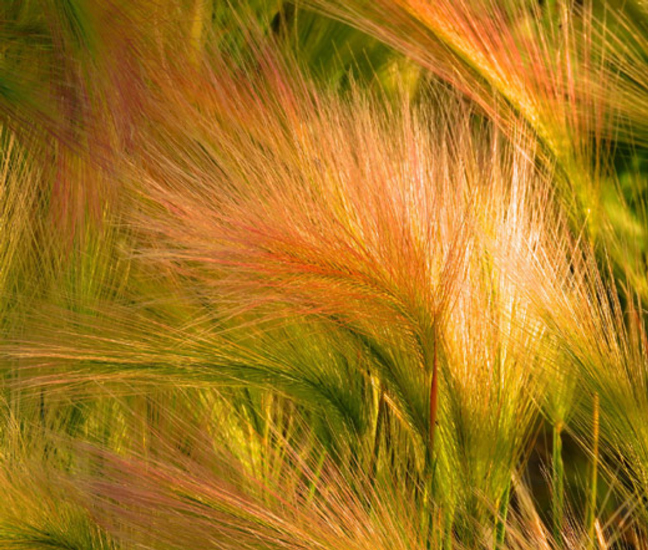 Asparagus Foxtail Fern Asparagus Densiflorus Meyeri Seeds