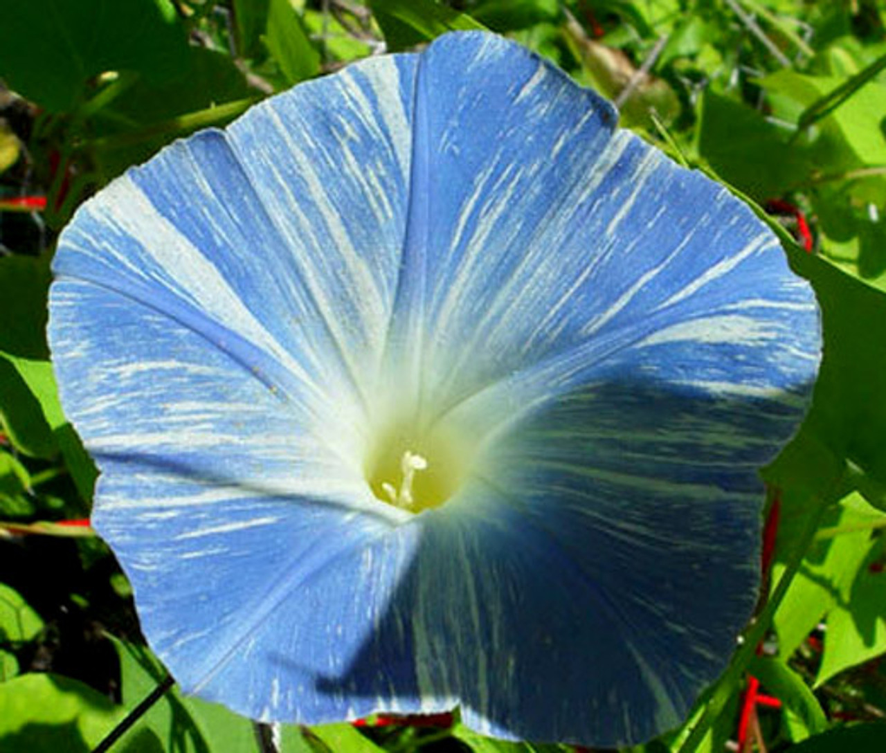 Flying Saucers Morning Glory Seeds Flowering Climbing Vine Ipomoea Tricolor USA 