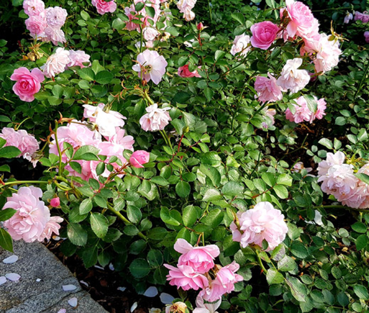 China Rose Angel Wings Rosa Chinensis Seeds