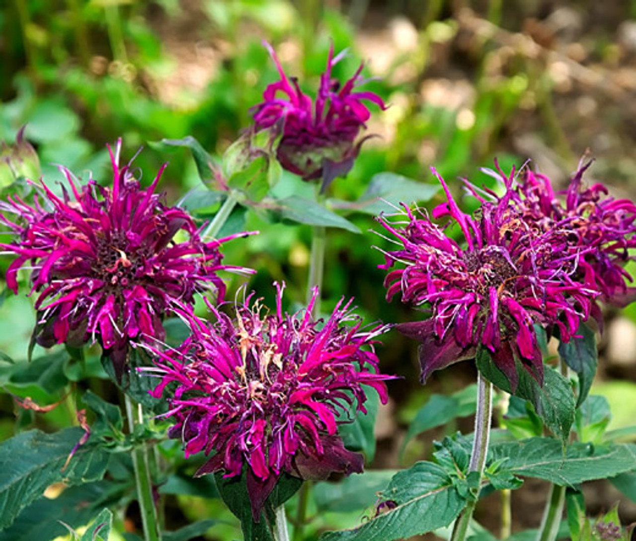 lastbil galleri sikkert Bee Balm Panorama Mix Monarda Didyma Seeds