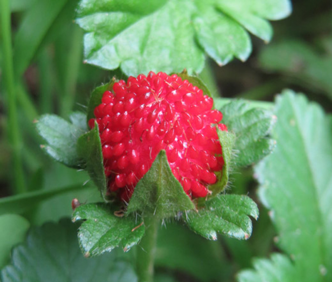 Strawberry Indian Duchesnea Indica Tuttifrutti Seeds Strawberry Indian Duchesnea Indica Tuttifrutti Seeds