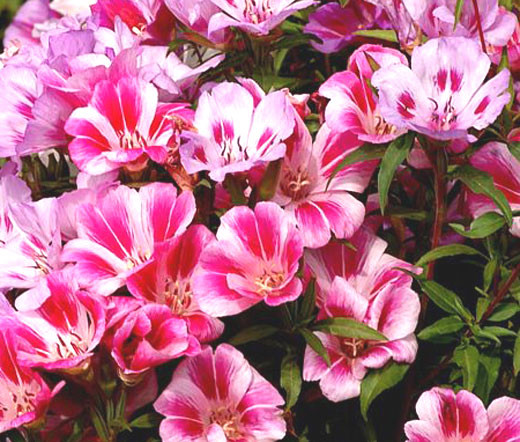 Godetia Dwarf Farewell to Spring Clarkia Amoena Seeds