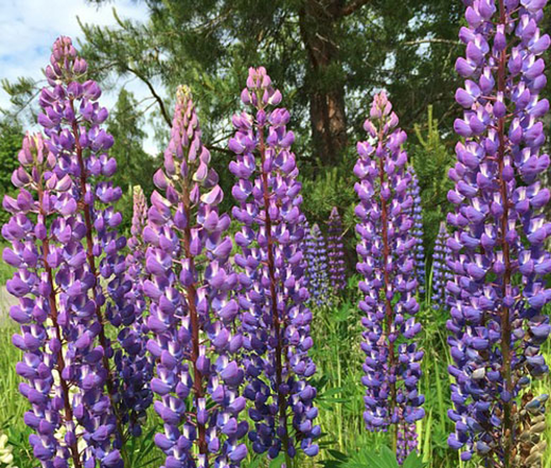 Lupine Blue Perennial Lupinus Perennis Seeds