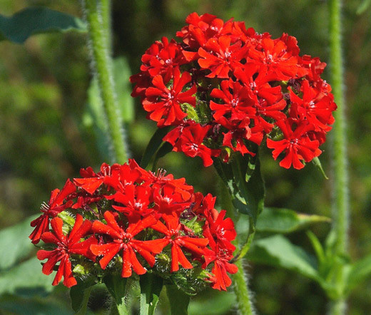 Maltese Cross Lychnis Chalcedonica Seeds
