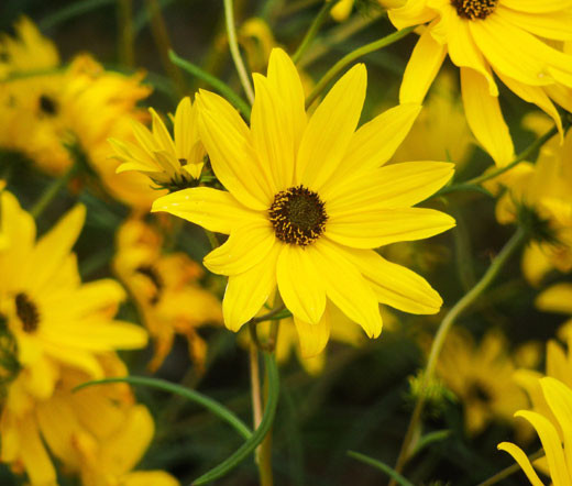 Maximilian Sunflower Helianthus Maximiliani Seeds