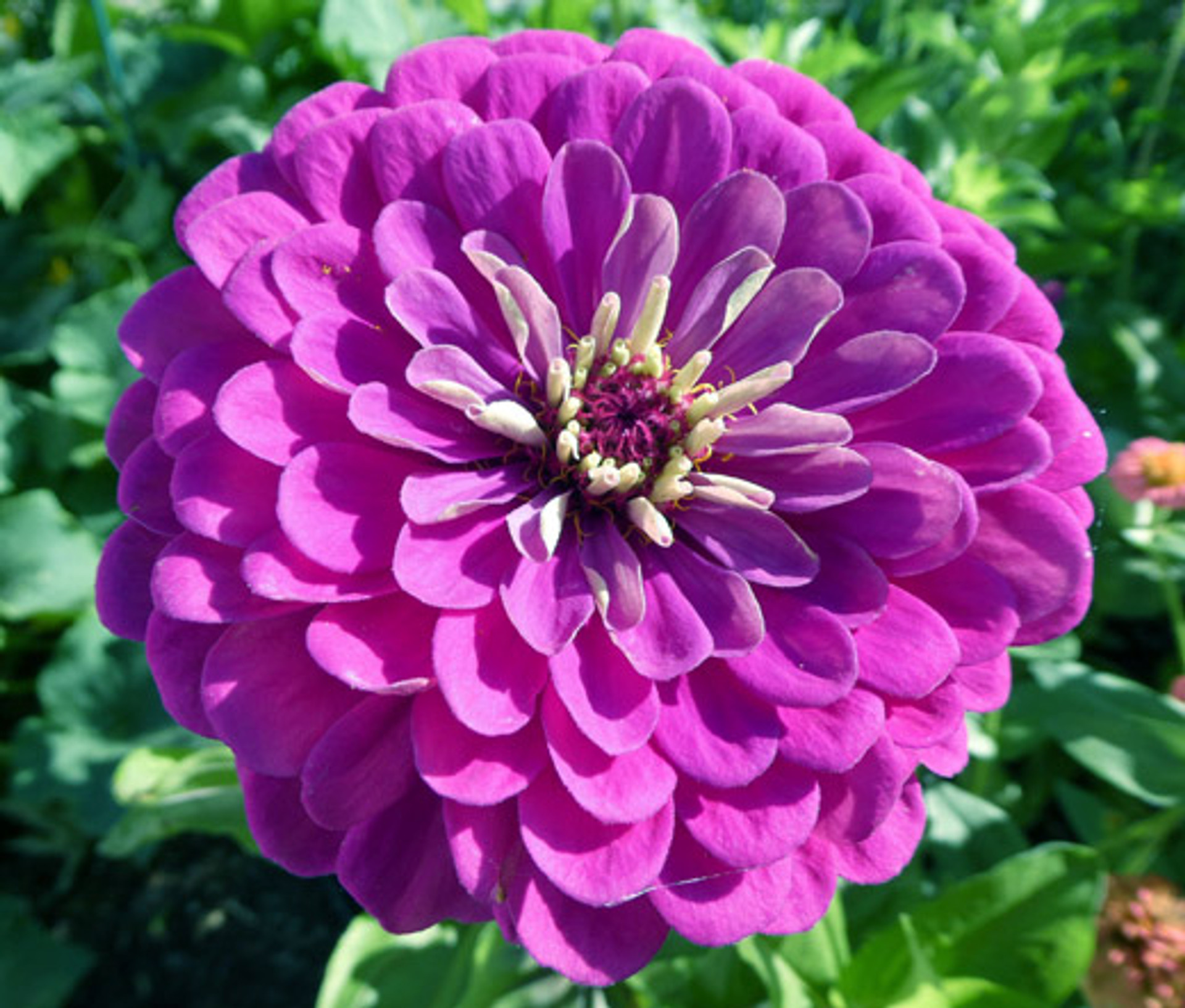 Zinnia Purple Prince Zinnia Elegans Seeds
