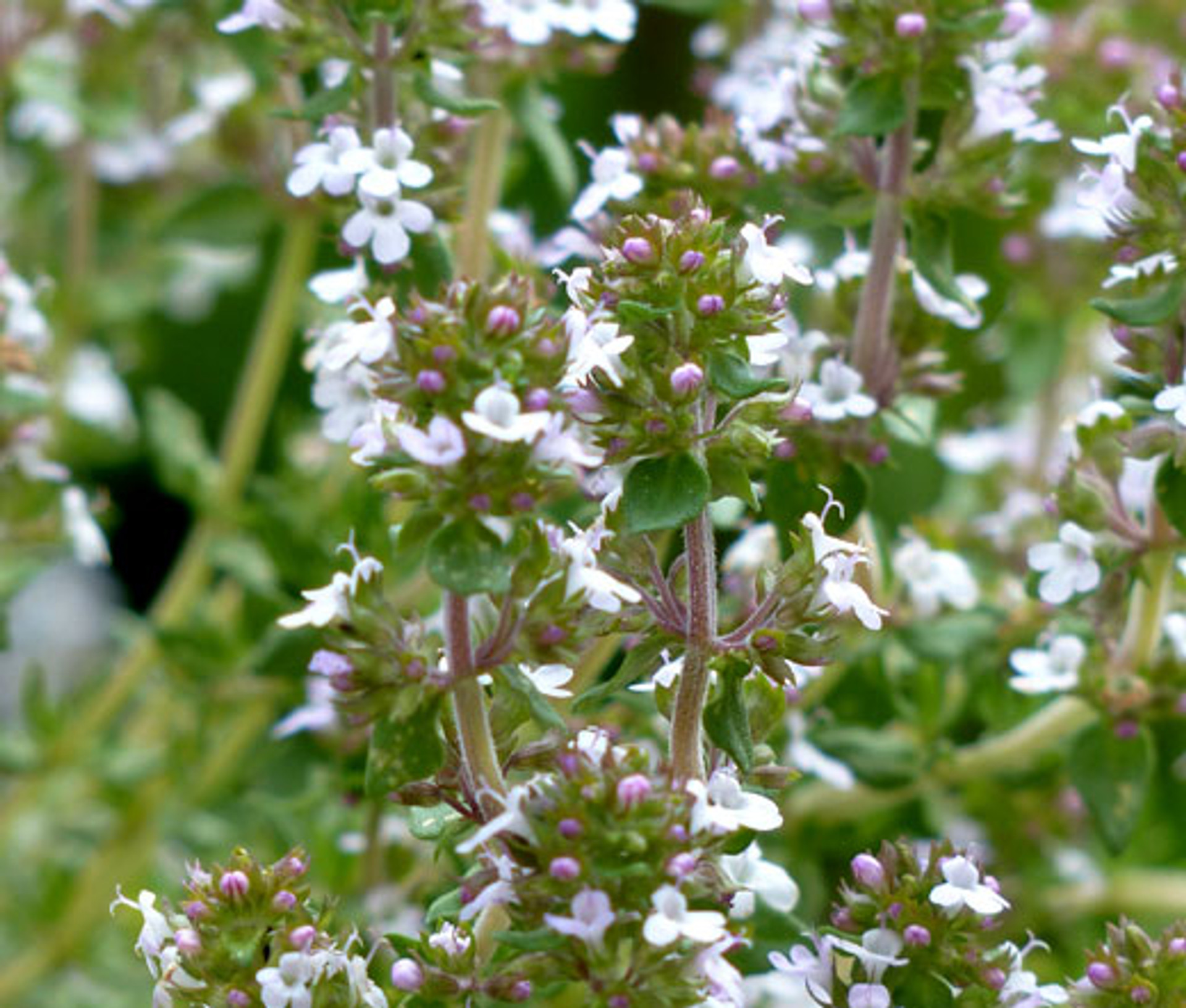 Thyme Thymus Vulgaris Seeds