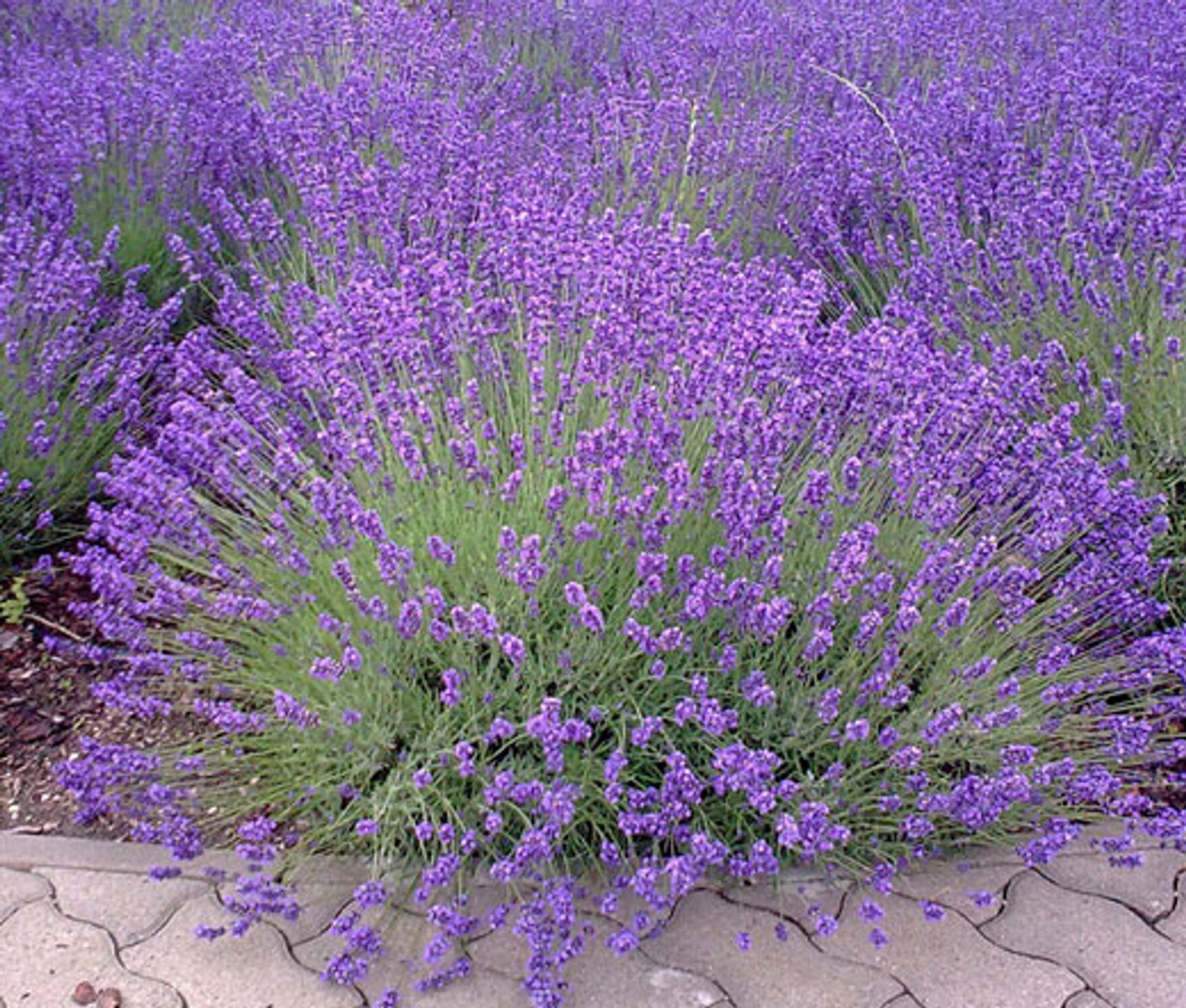 List 101+ Images show me a picture of a lavender plant Latest