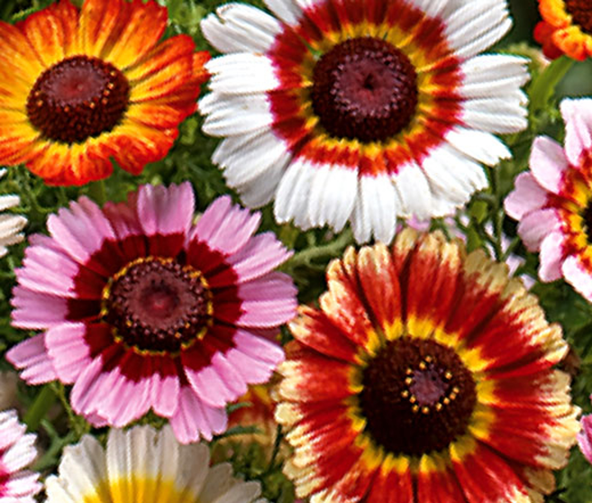 Daisy Painted Chrysanthemum Carinatum Seeds