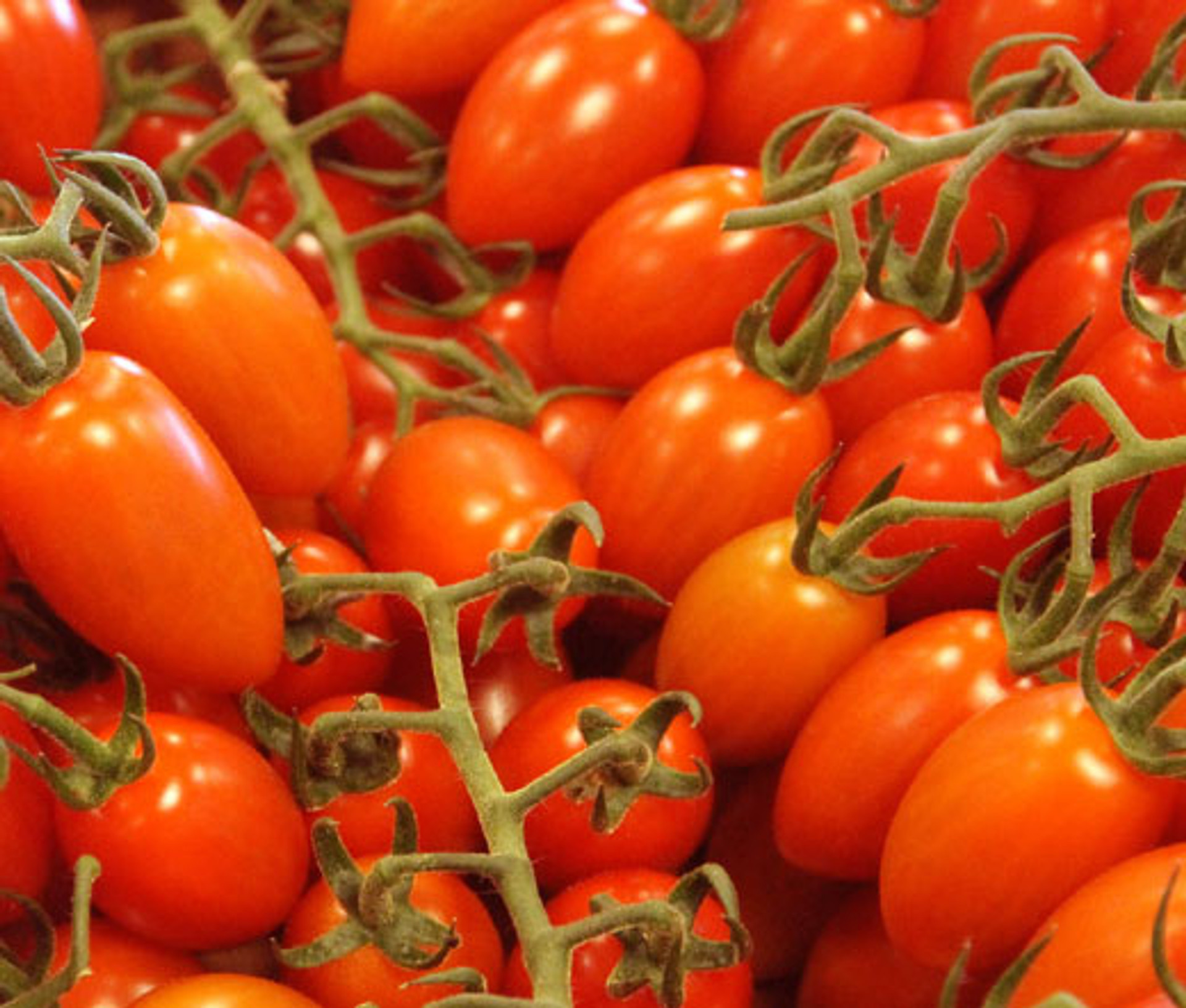 Roma Or Plum Tomato?  The Ultimate Guide - mq7zqef