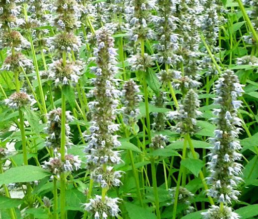 Anise Hyssop Blue Spike Agastache Foeniculum Seeds