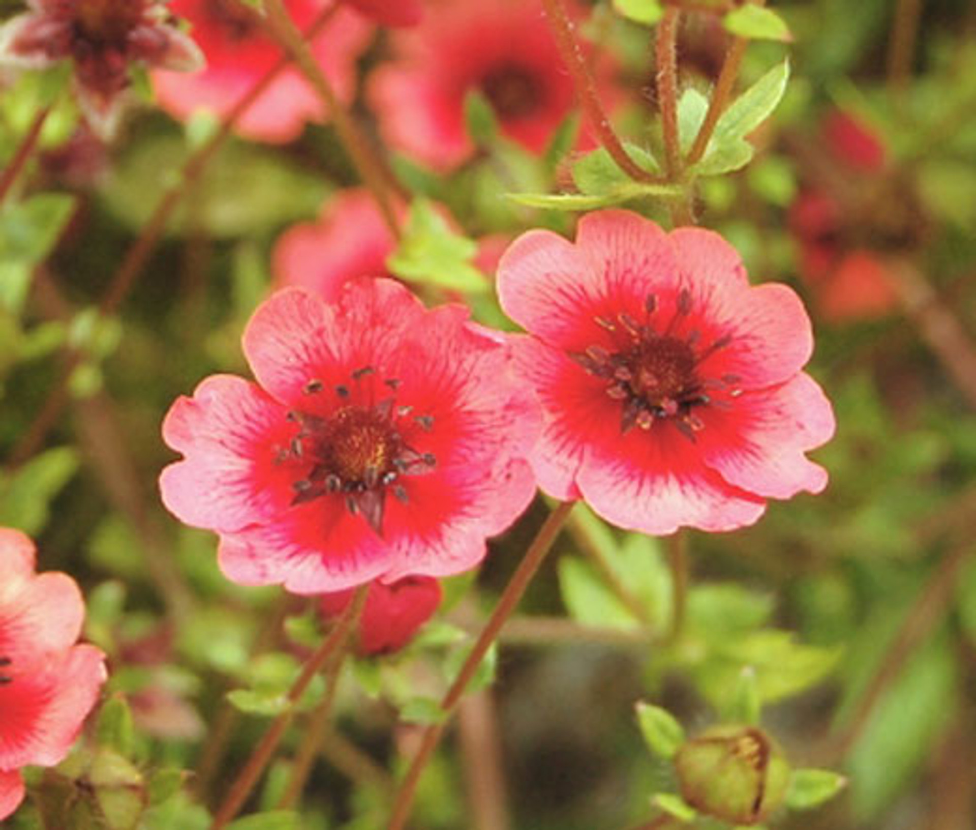 Cinquefoil Miss Willmott Potentilla Nepalensis Seeds
