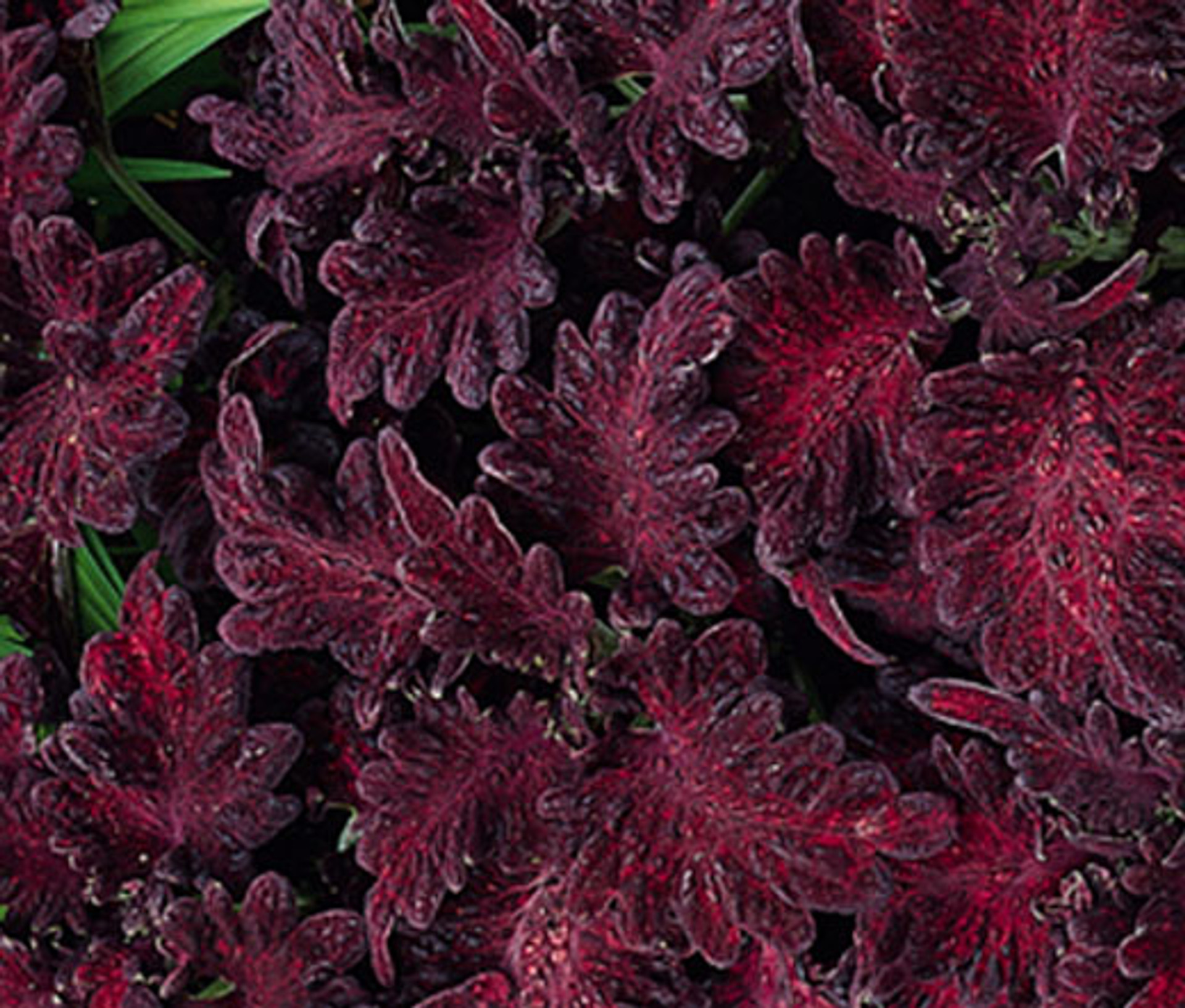 High-Quality Black Dragon Coleus View Art High-Quality Black Dragon Coleus View Art