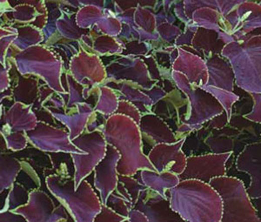 Coleus Chocolate Mint Solenostemon Scutellarioides Seeds