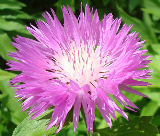 Cornflower Persian Centaurea Dealbata Seeds