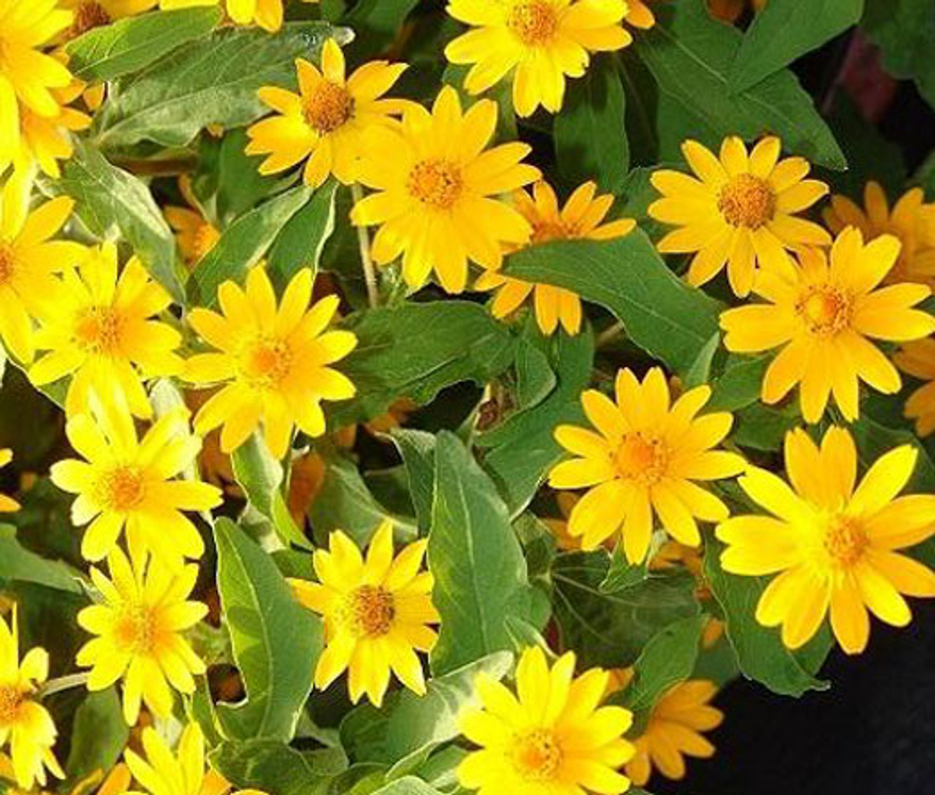 Melampodium Butter Daisy Melampodium Divaricatum Seeds