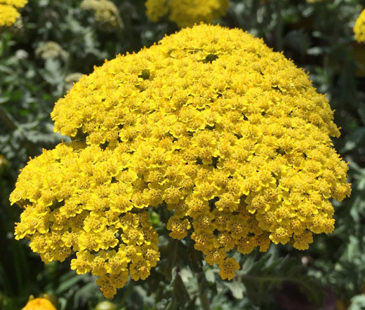 Yarrow Gold Achillea Filipendulina Seeds