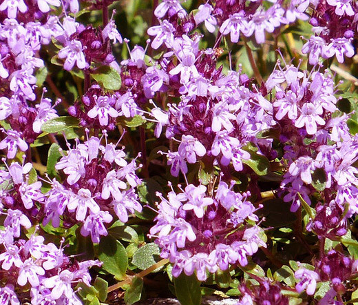 Creeping Thyme Bulk Thymus Serpyllum Bulk Seeds