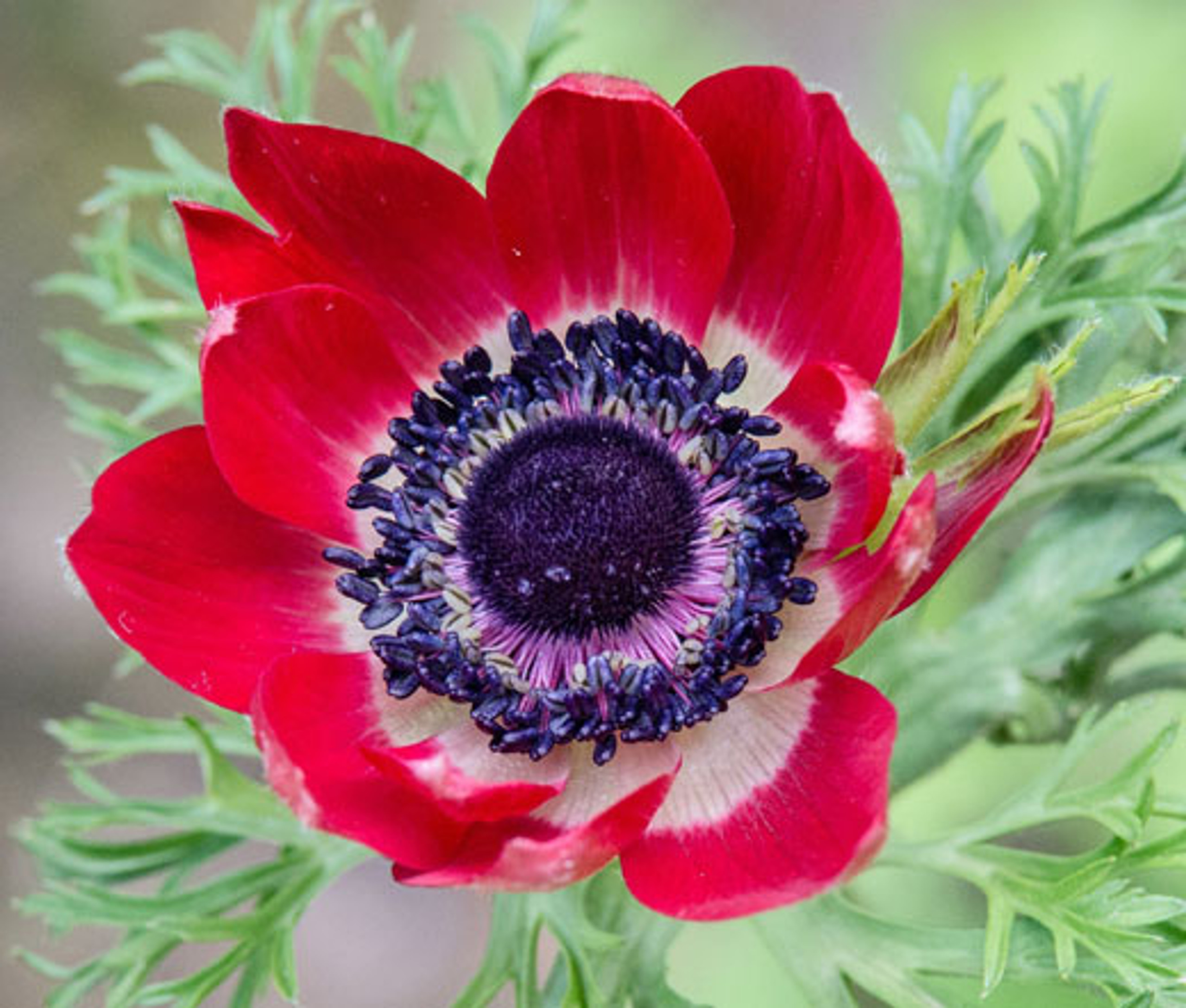 Anemone Red Anemone Multifida Rubra Seeds