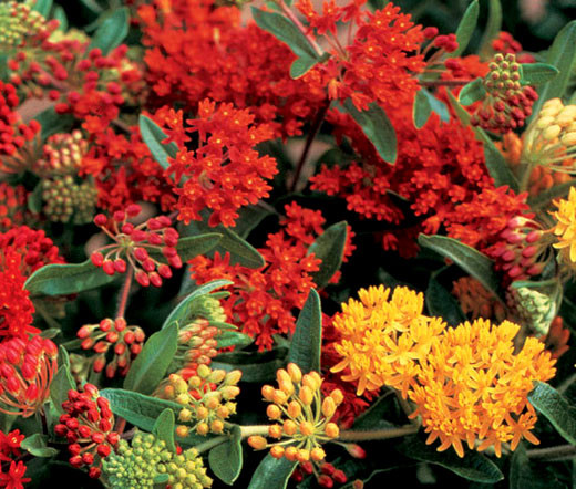 Butterfly Weed Hello Yellow Asclepias Tuberosa Seeds