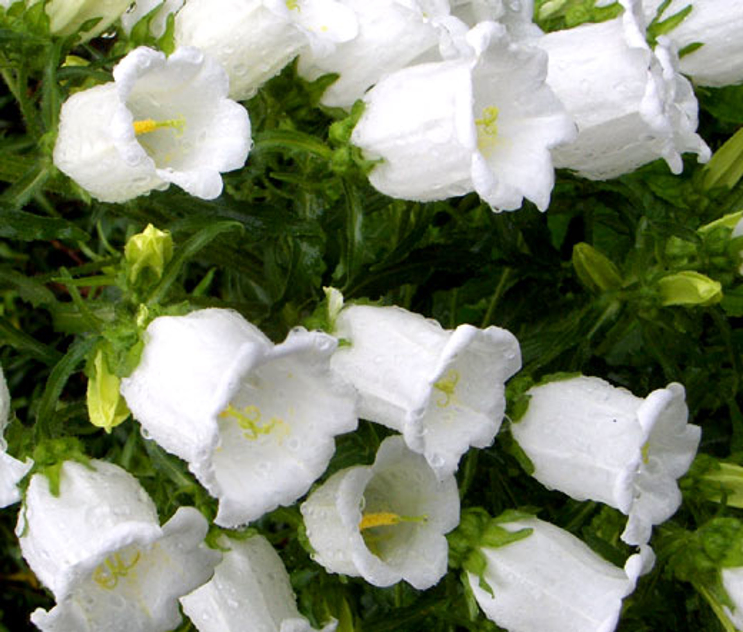 Canterbury Bells White Campanula Medium Seeds