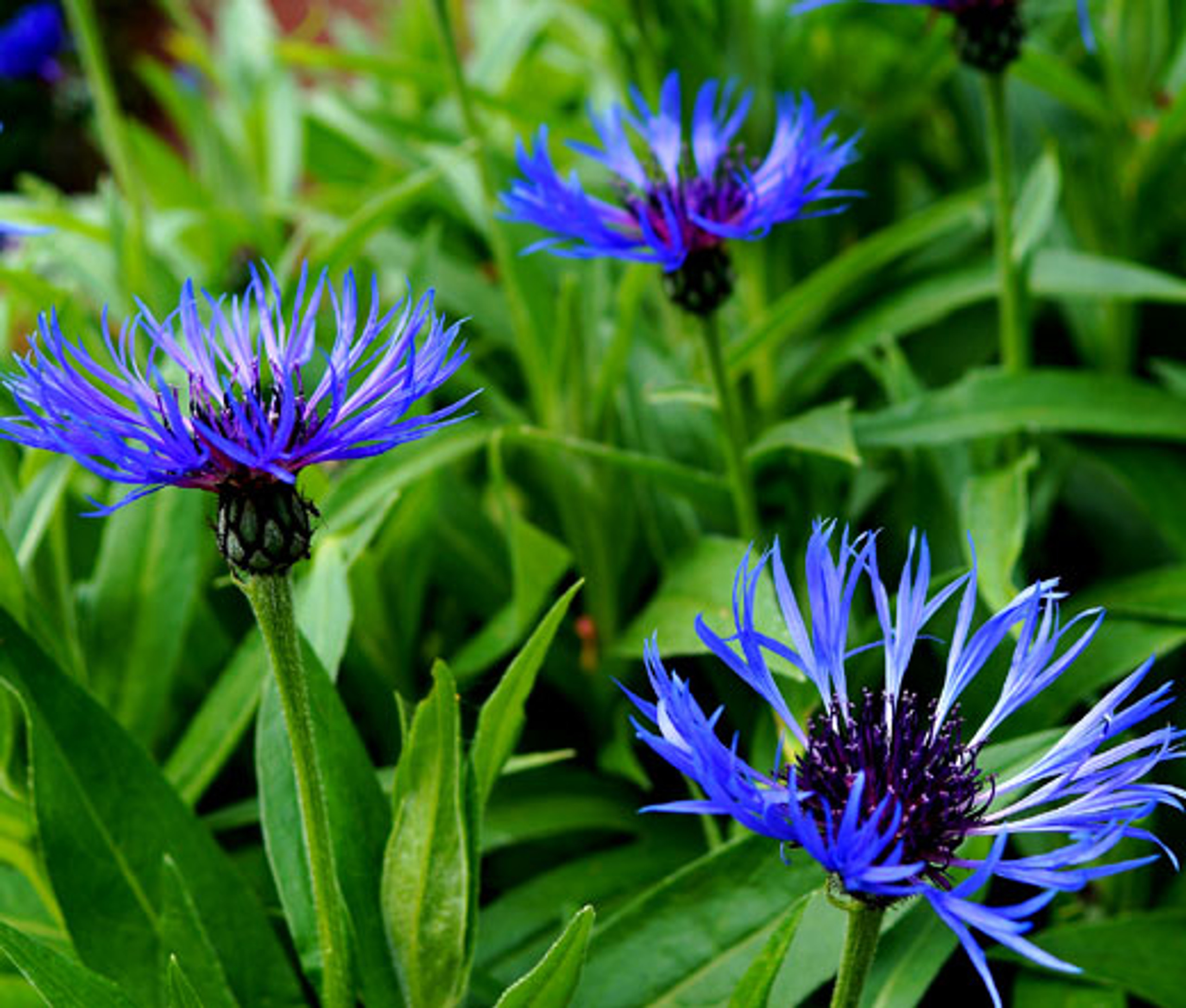 Cornflower Mountain Bluet Centaurea Montana