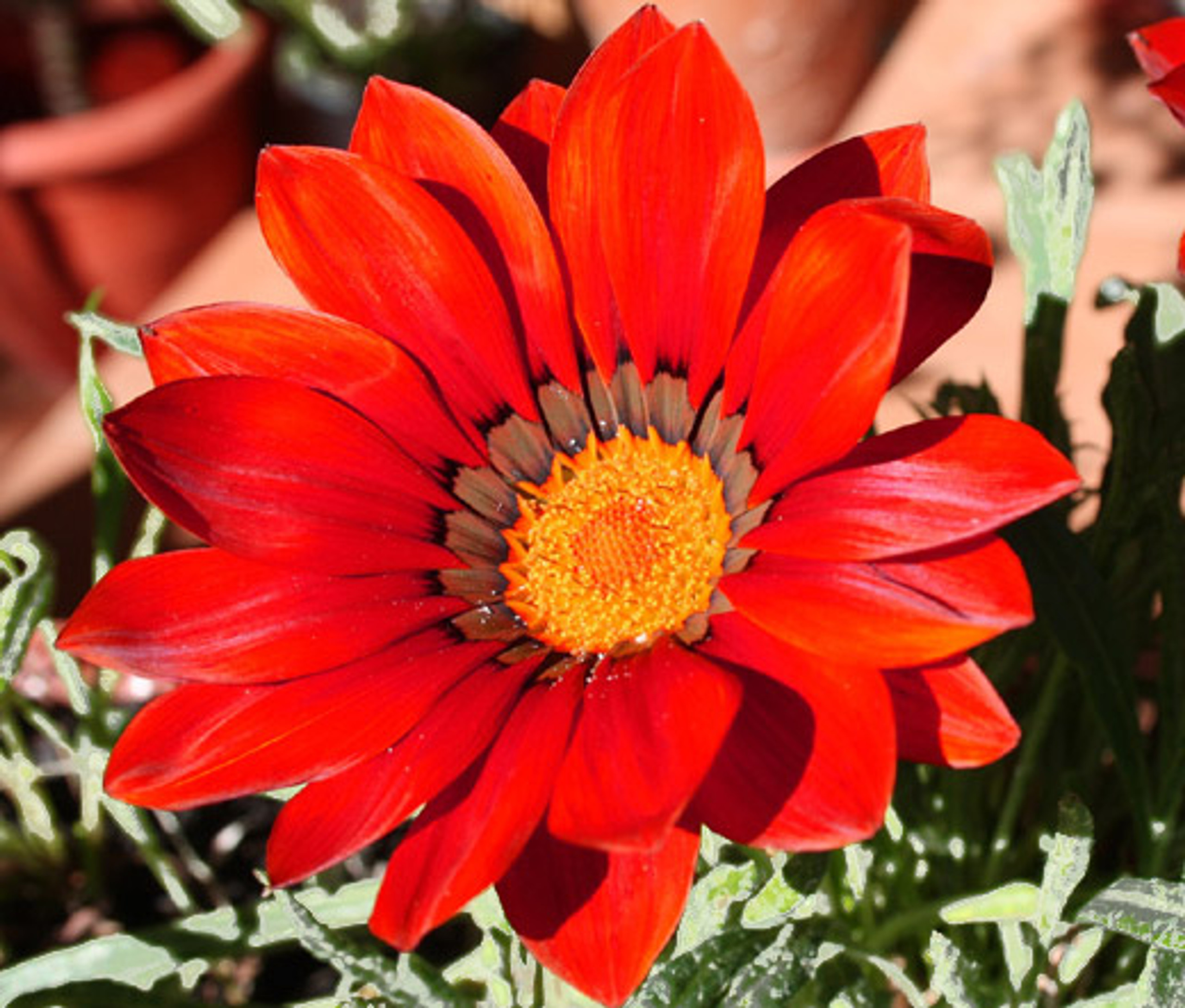 Gazania Red Shades Gazania Rigens Seeds