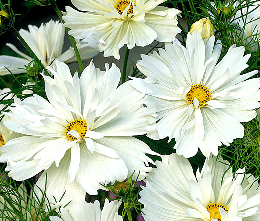 Cosmos Psyche White Cosmos Bipinnatus Seeds