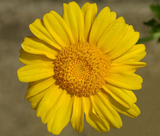 Daisy Garland Chrysanthemum Coronarium Seeds