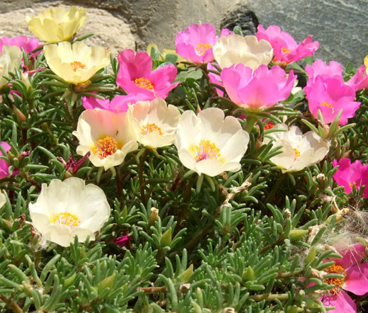Moss Rose Mix Portulaca Grandiflora Seeds