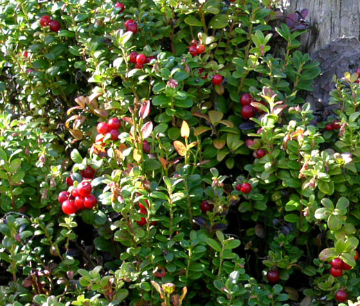 Lingonberry Vaccinium Vitisidaea Seeds