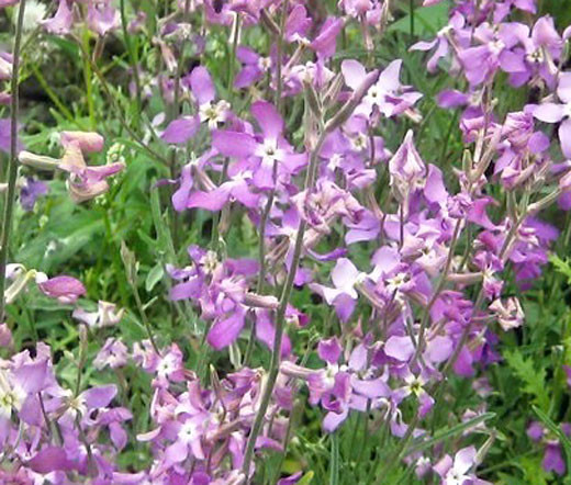 Night Scented Stock Matthiola Bicornis Seeds