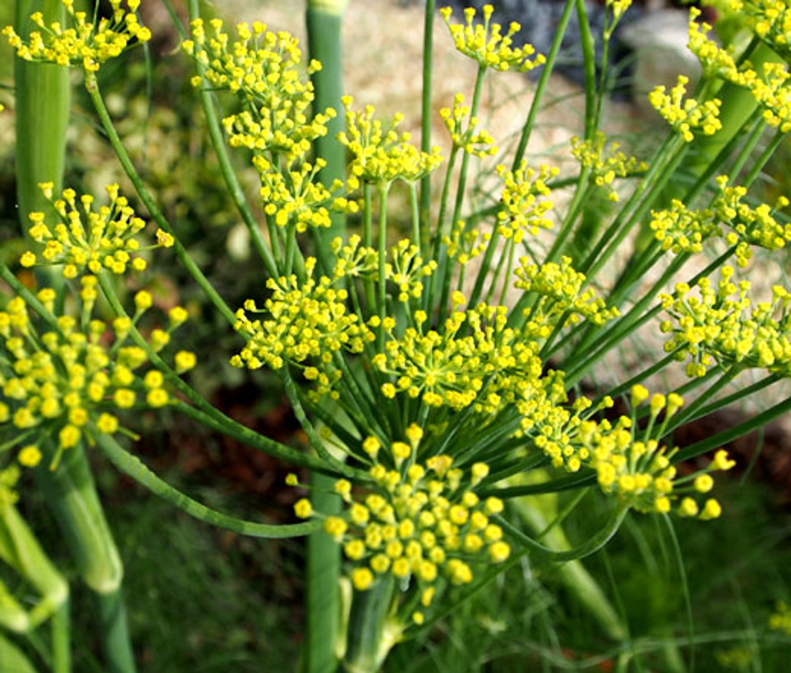 List 93+ Pictures pictures of fennel plants Superb