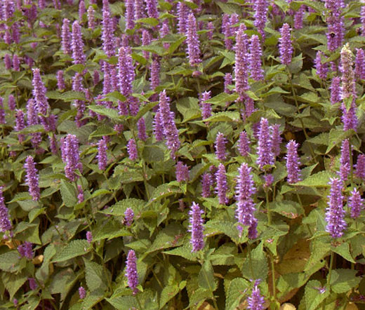 Hyssop Lavender Licorice Mint Agastache Foeniculum Seeds