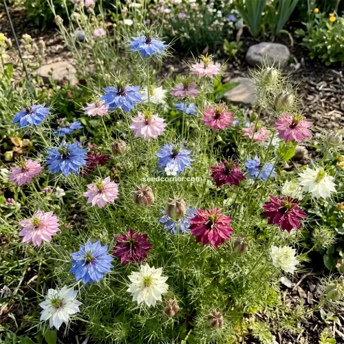 Love In a Mist Jewels Mix Seeds Nigella Damascena Seeds