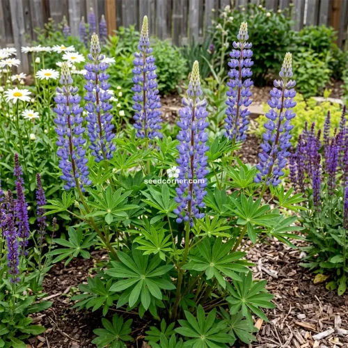 Lupine Blue Perennial Lupinus Perennis Seeds
