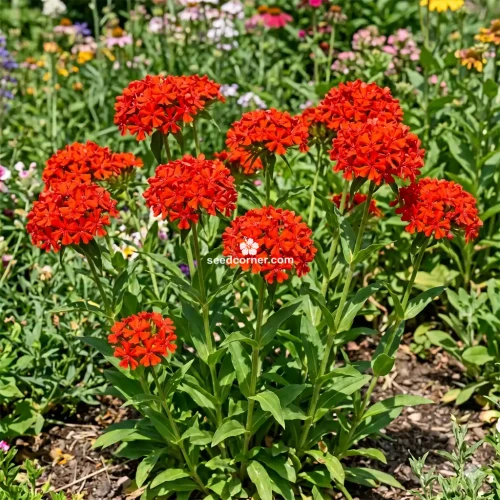 Maltese Cross Lychnis Chalcedonica Seeds