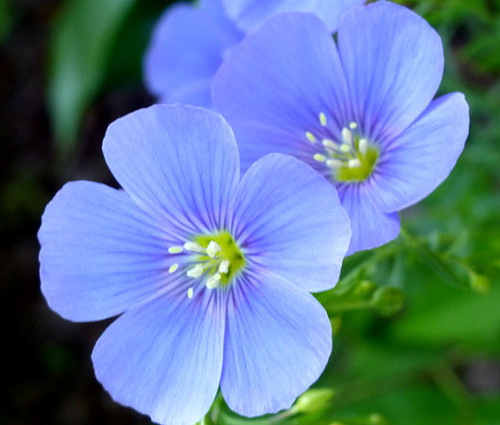 Flax Blue Perennial Linum Perenne Seeds 