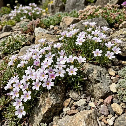 Mountain Phlox Linanthus Grandiflorus Seeds 