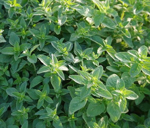 Oregano Italian Organic Origanum Vulgare Seeds